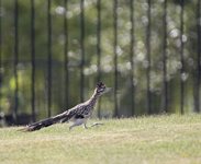 Greater Roadrunner 4049